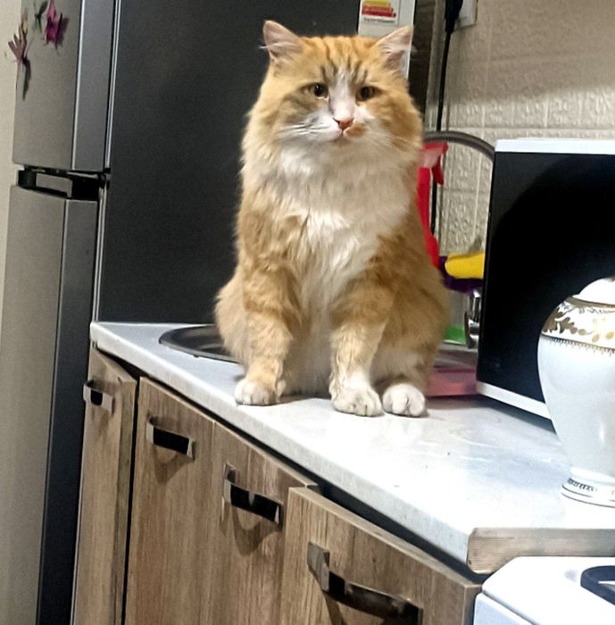 Vyazka Narveg Zotli mushuk