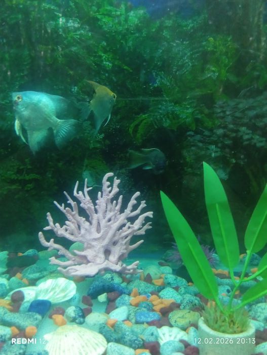 Продам рыб  750тг