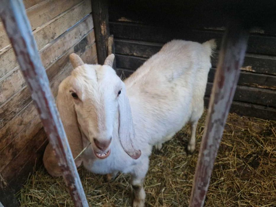 Vând /Schimb 2 capre Anglo Nubian și Metis Alpin