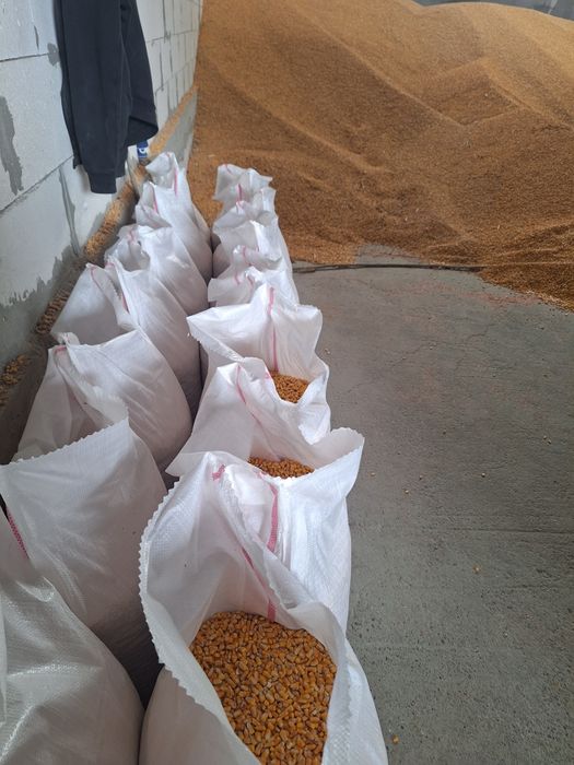 Porumb Grau orz  Aduc la comanda la domiciliu clientului Gratuit 1,25