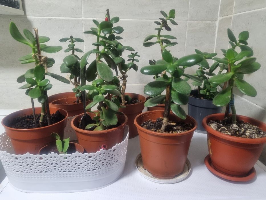 Цветы комнатные.