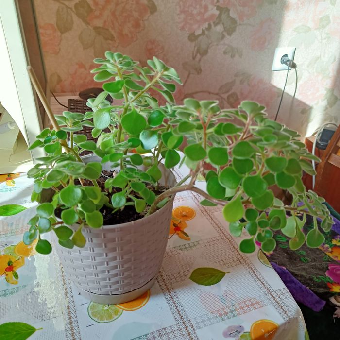 Аихриноз, "дерево любви"