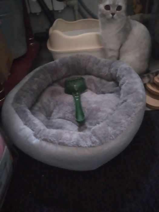 Кошка шотландский