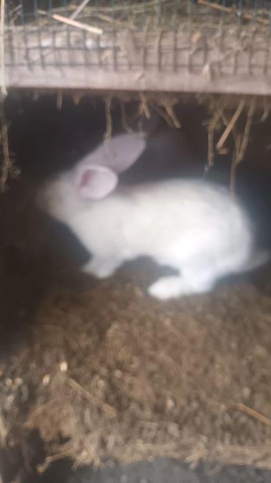 Iepuri din rase mixte