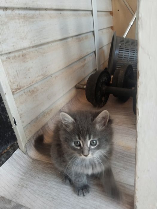 Хорошие Котята даром