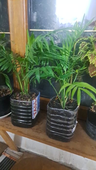 Цветы для уюта вашего дома