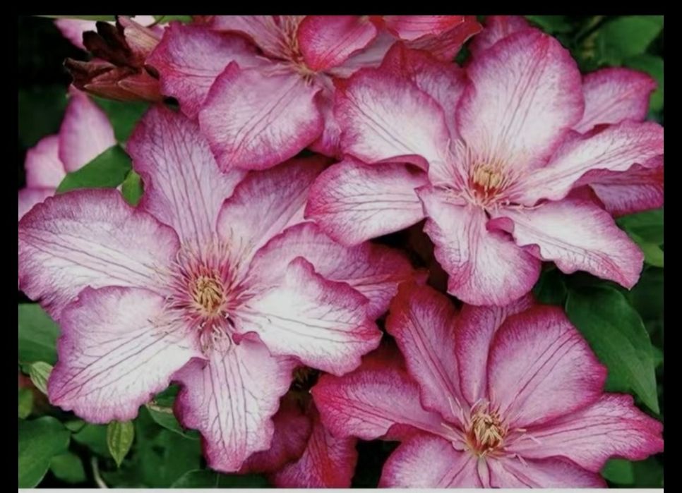 Цветы      цветы