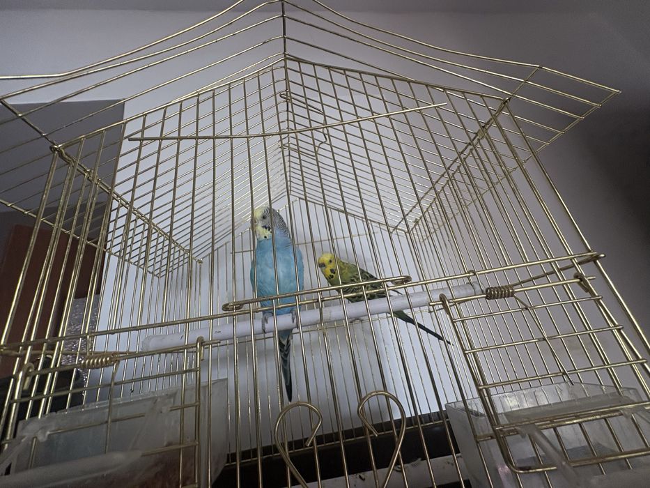 Два попугая продаю