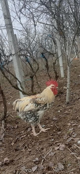 Cocoși de 8 luni, sănătoși, crescuți bio