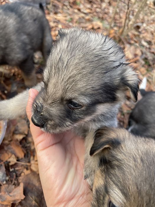 Отдам щенков в добрые руки