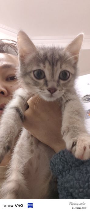 Милая котенок девочка