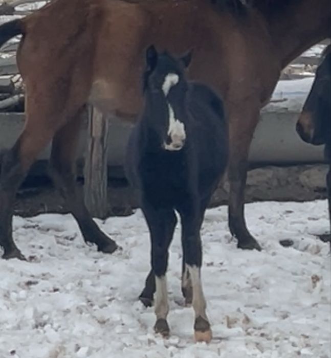 Үш бас жабағы сатылады