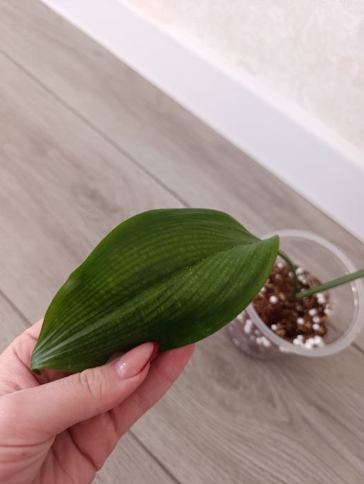 Лилия Амазонская