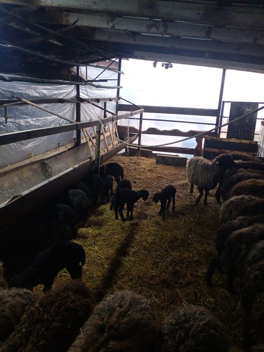 Қозылы қой каракульский