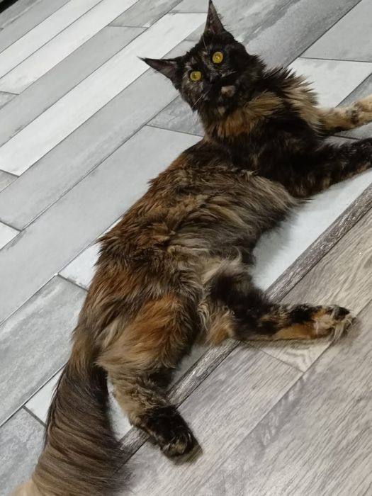 Котята мейн кун 100000