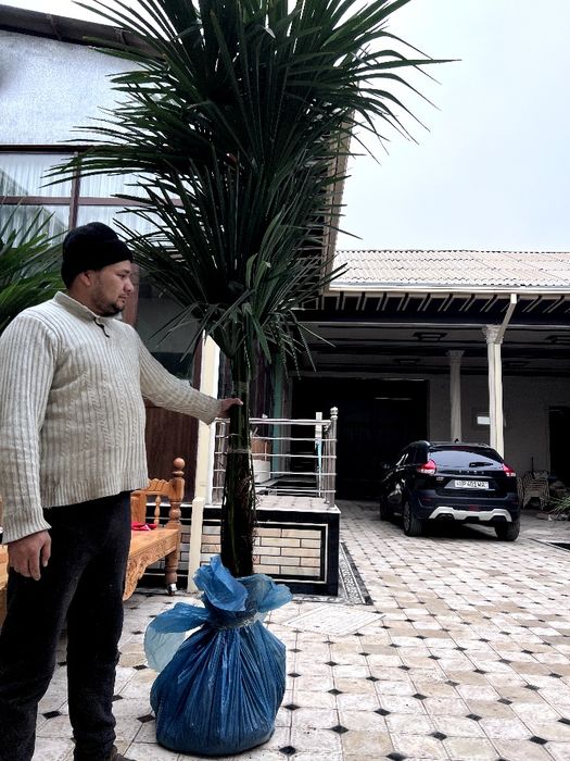 Qishki palma gullari