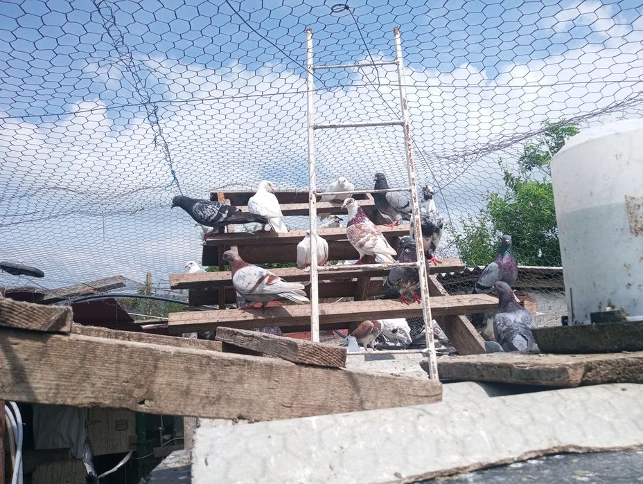Vând porumbei.

- Porumbei gutani – 15 lei/bucată
- Porumbei voiajori – 25 lei/bucată

Crescuți în gospodărie, hrăniți natu