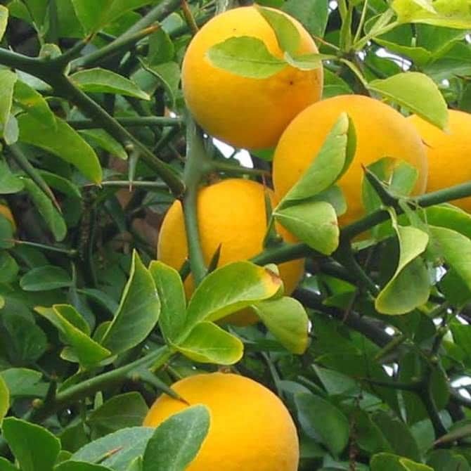 Lamai De Gradina (Rezistent la Ger)