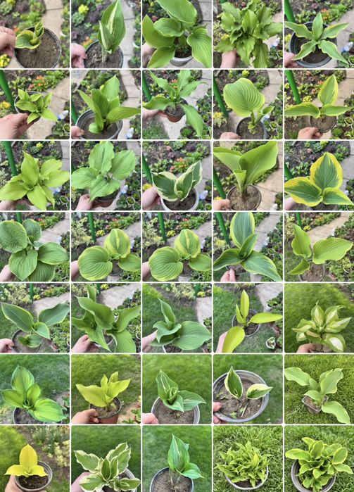 Хосты гейхеры в продаже