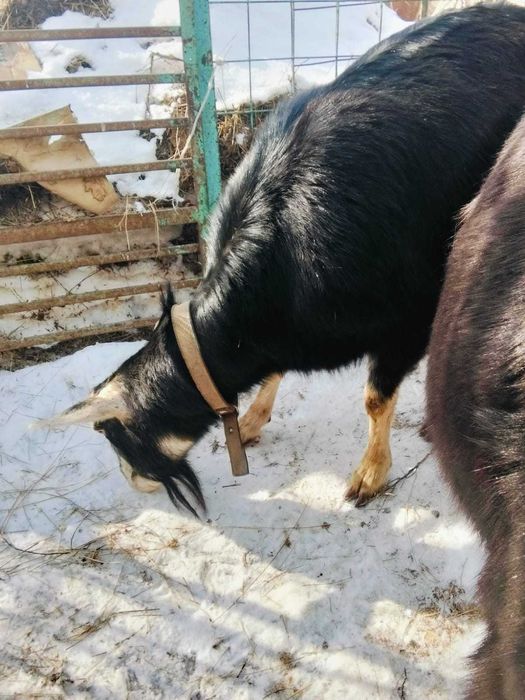 Продам дойных коз