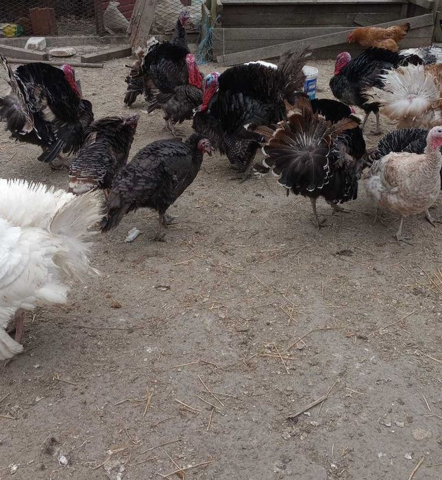 Curci si curcani de vanzare