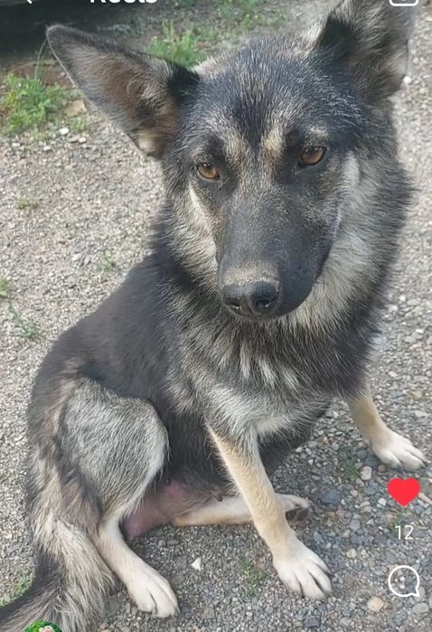 Ищет дом замечательная, добрая собака! Давайте ей поможем!