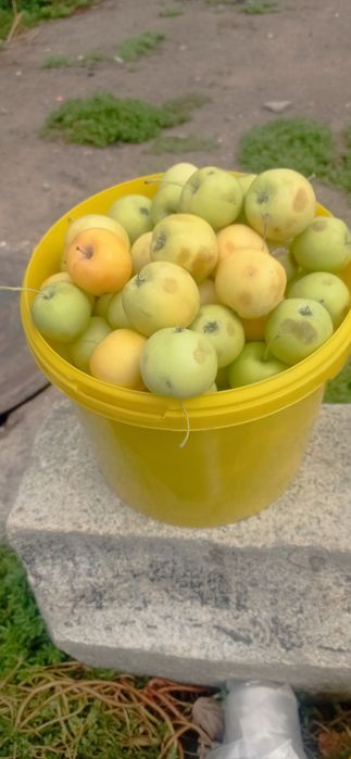 Продам чернослив дачный .