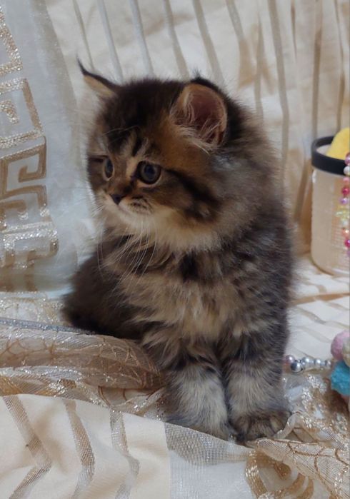 Британская шиншилла серебро и золото тиккированая!