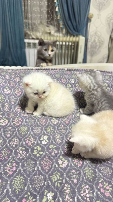 Mushukchalar sotiladi skotish strayt va britanskiy shinshilla