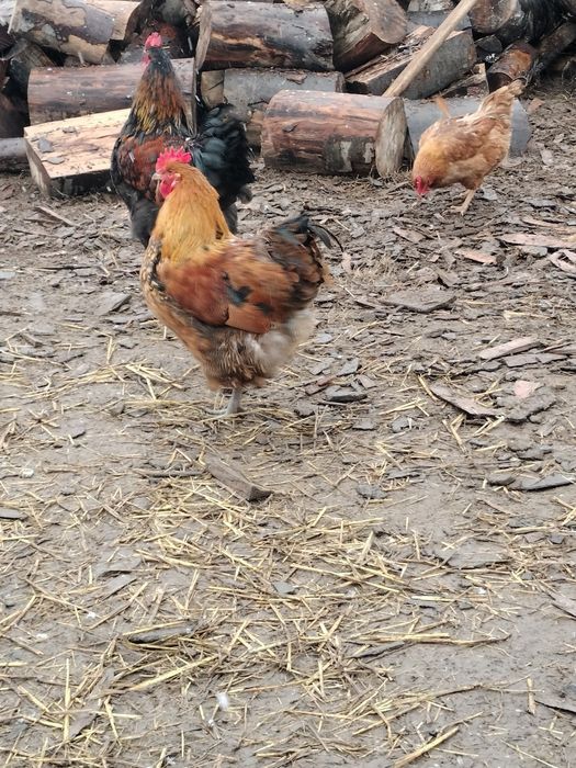 Vând cocoși de rasă