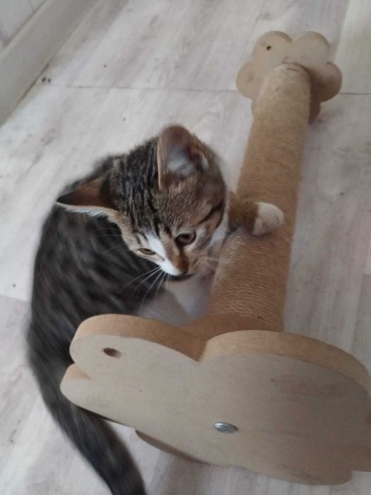 Котенок (девочка) ищет дом