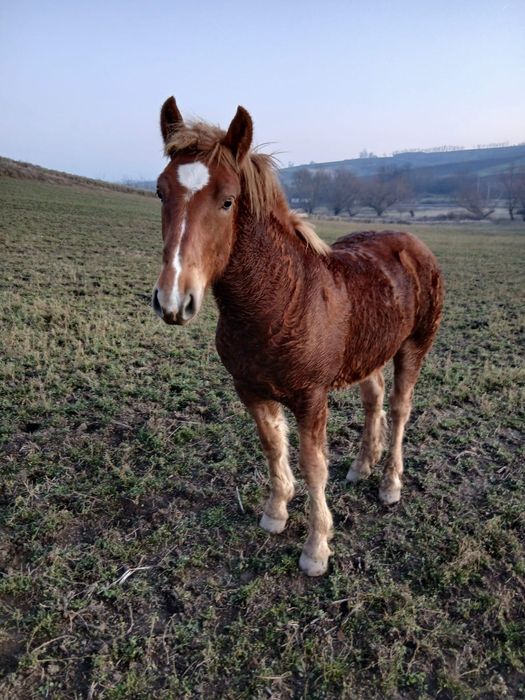 Vind mînz de 7 luni