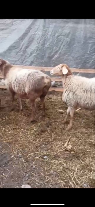 Киргиз бугуз куйлари сотилади. Бухоро шахар