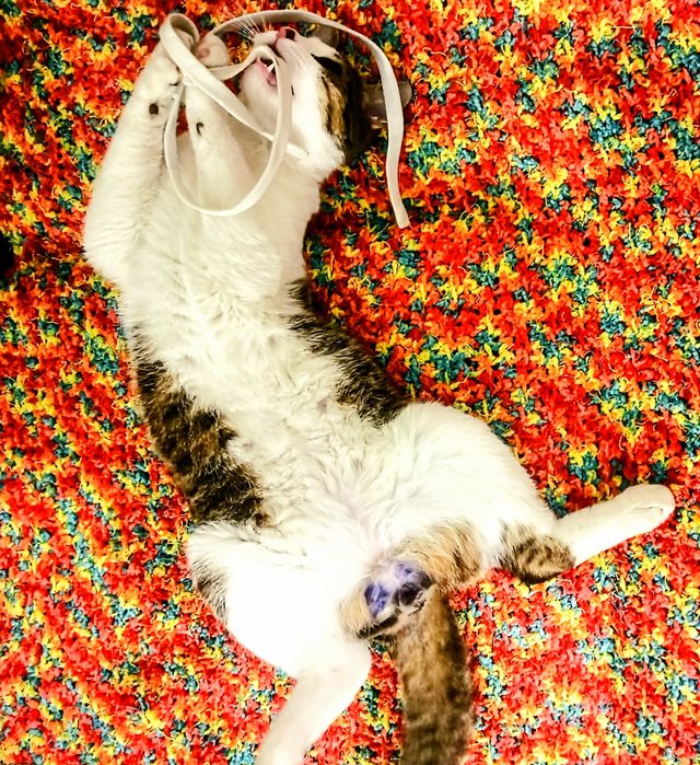 Отдаем кота в хорошие руки
