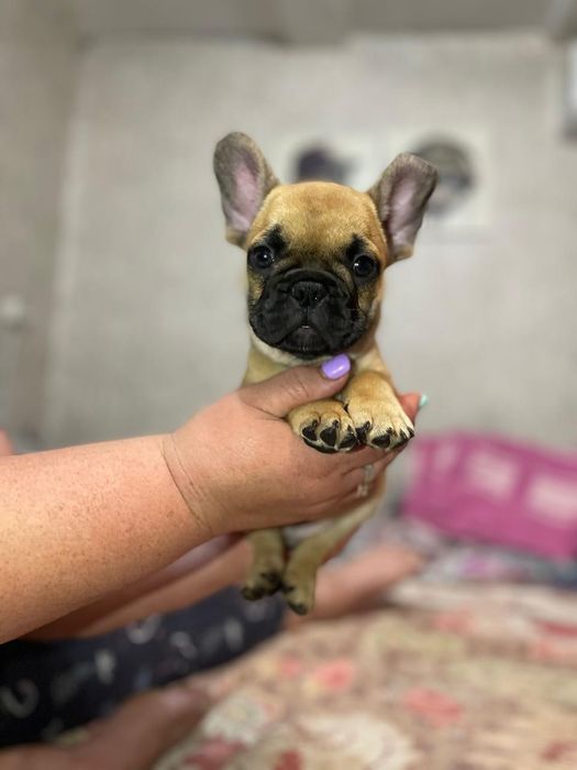 Продам щенков французского бульдога