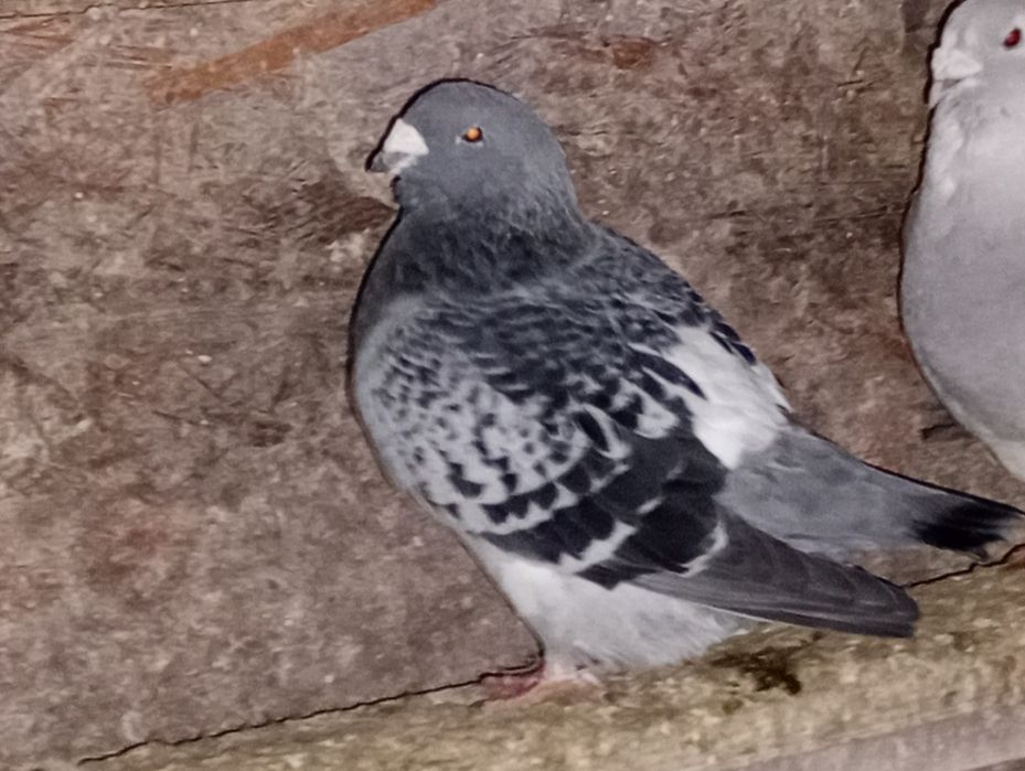 Porumbei standard românesc și voltați. 2021-2025.