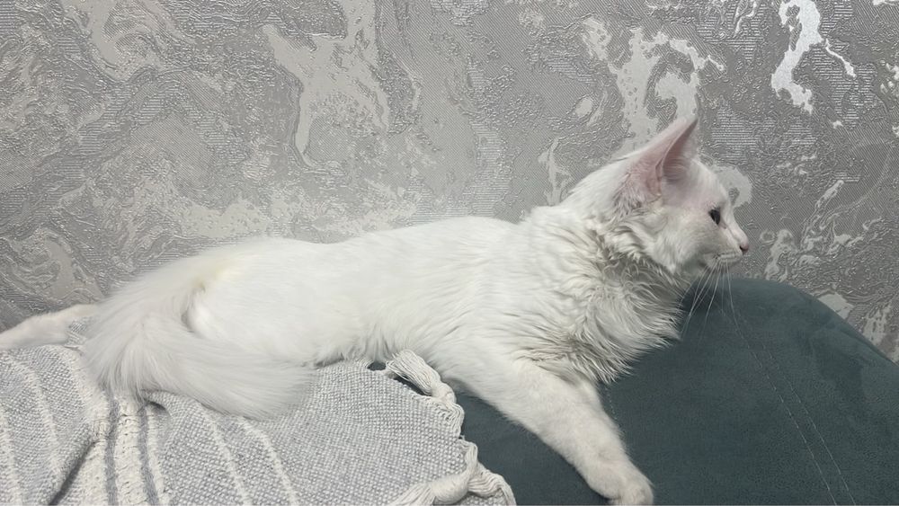 Красивый милый кот