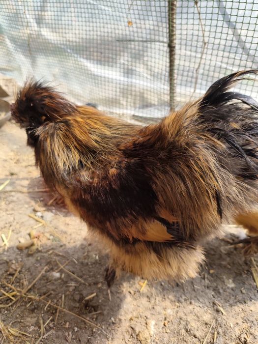 Продам молодых петушков!