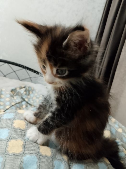 Продам катенька девочку мен куй