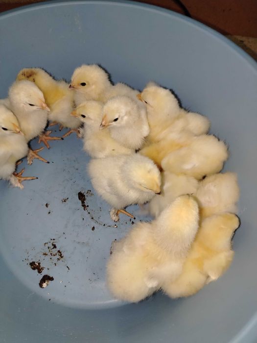 Pui de găină Brahma herminat deschis.