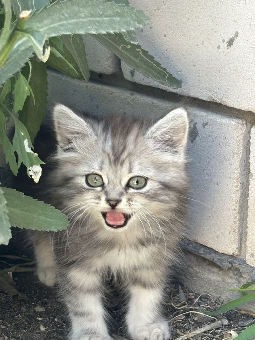 Котята, отдам добрые руки