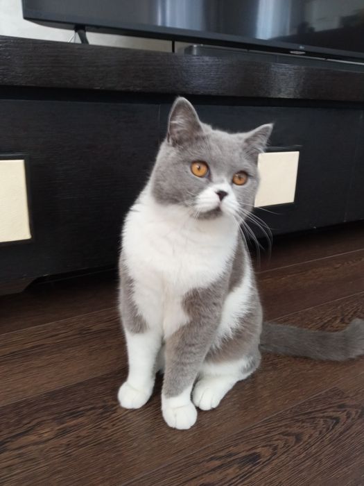 Vand motanel British Shorthair Gri / Alb
