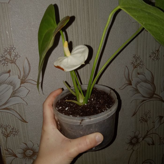 Мужское счастье 2000