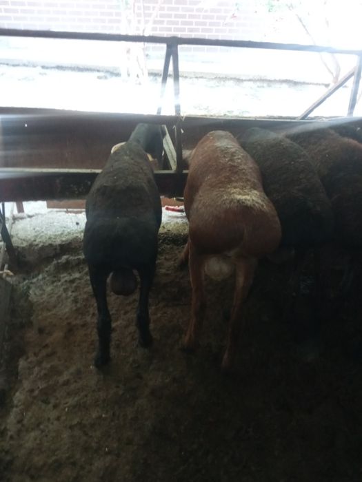 Қошқар сатылады Қурбан айтқа