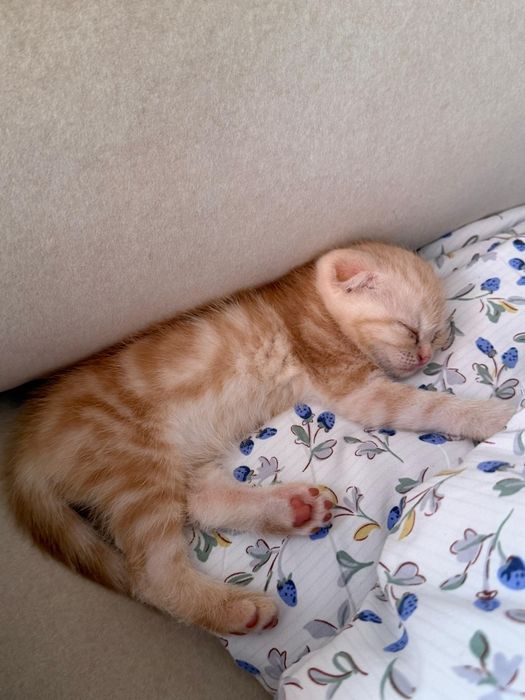 Вязка шотландский Скотишь страйт