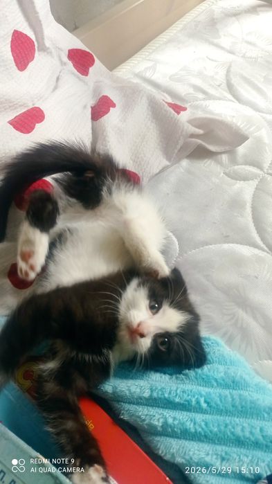 Котята мальчик и девочка