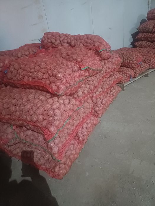 Cartofi sământa Alb si Rosu