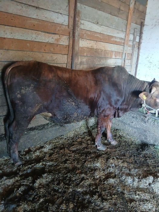 Vând taur de rasă vârstă 1 an jumate