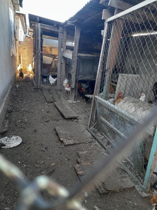 Продам молодых петухов