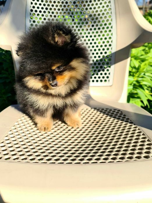 Померан померан.